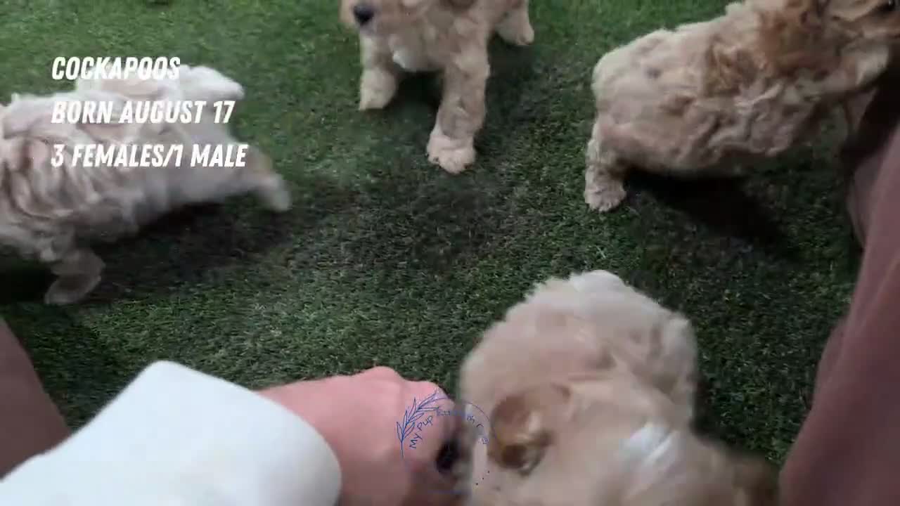 Cockapoo dogs for sale: Ezi - Video 2