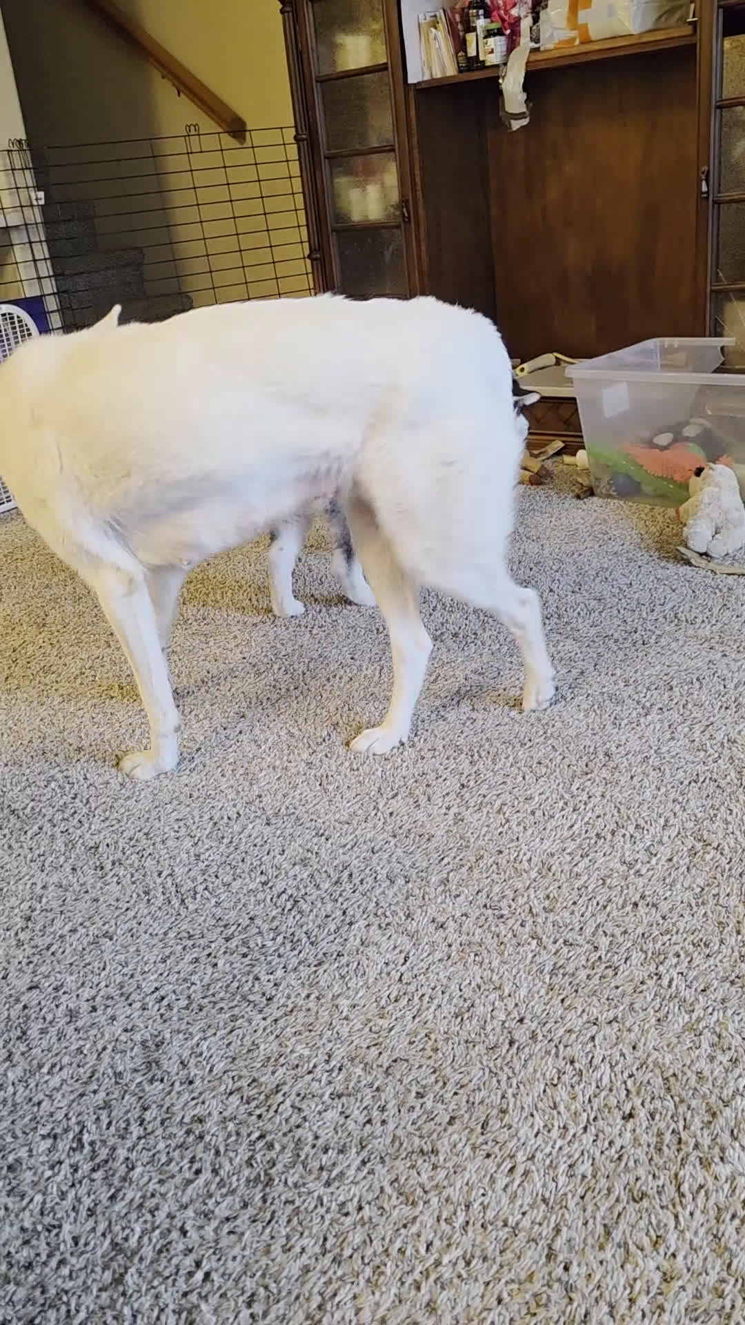 Siberian Husky dogs for sale: Spot  (Spoticus) - Video 1