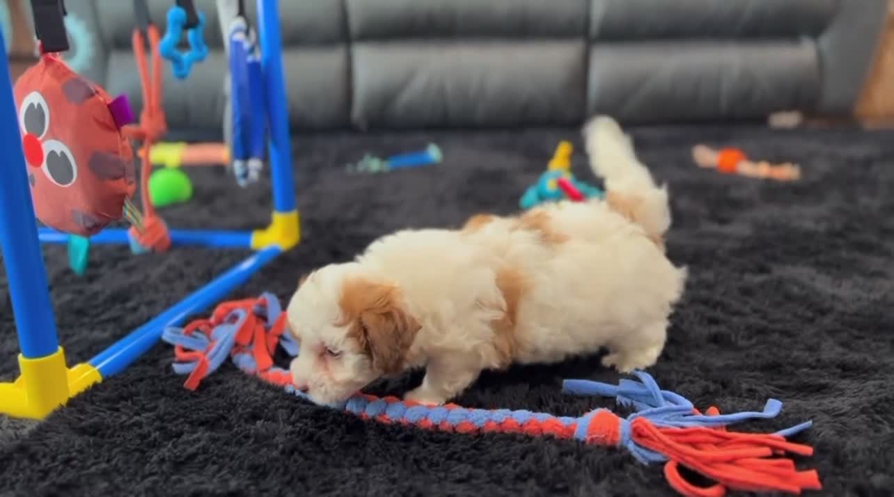Havanese dogs for sale: Lexy - Video 2