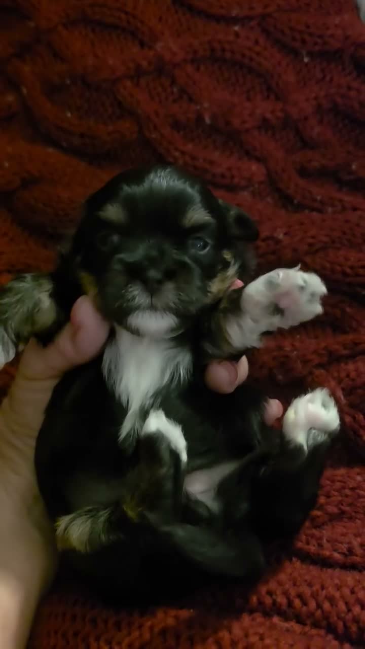 Shih Tzu dogs for sale: Luna - Video 1
