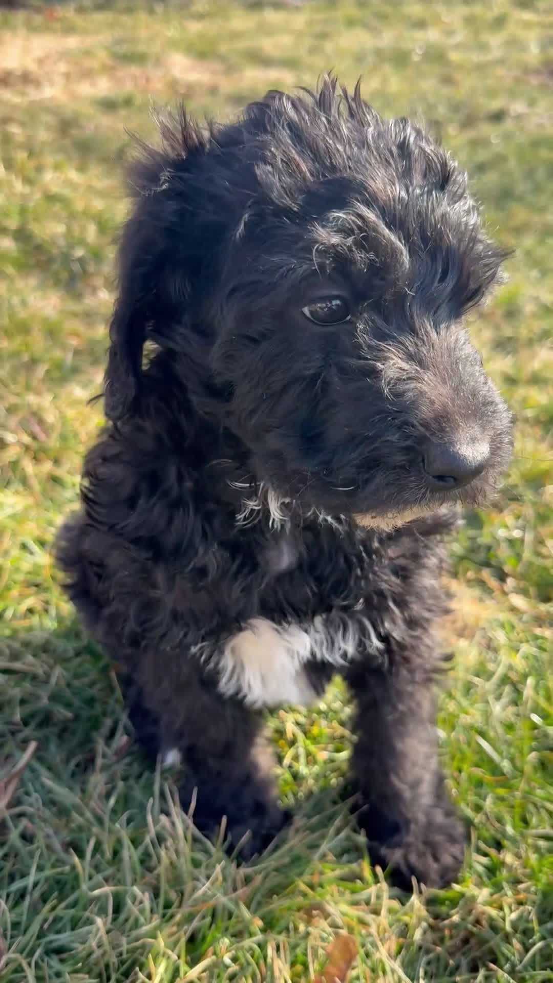 Mixed Breed dogs for sale: Charcoal - Video 1