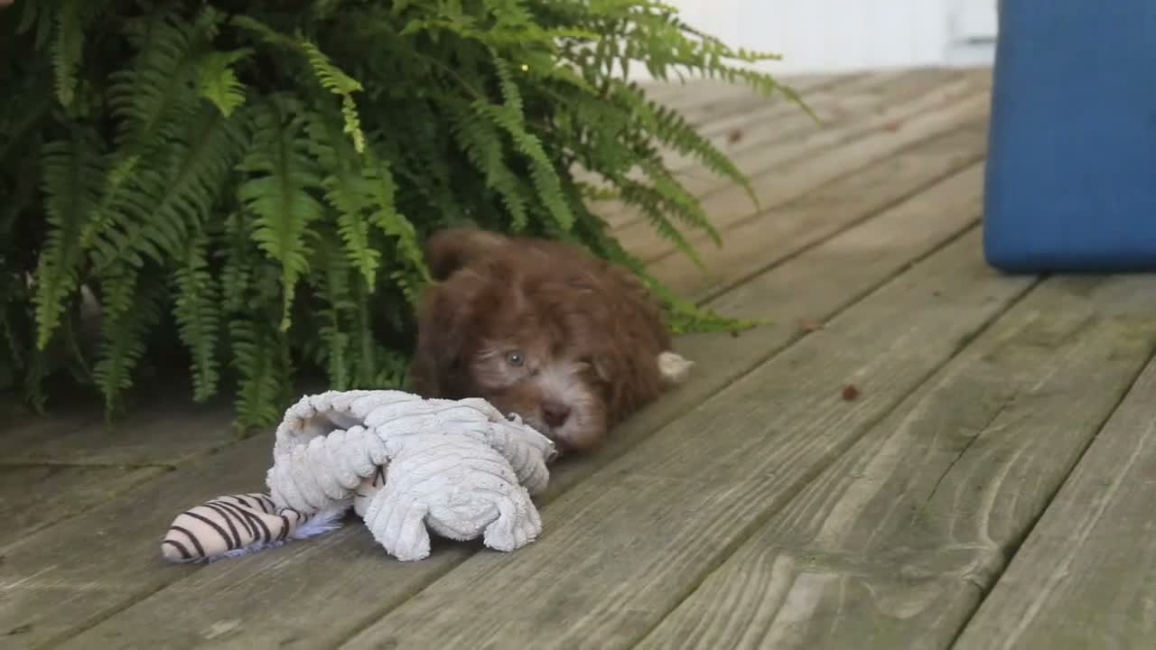 Havanese dogs for sale: Gatsby Havanese  - Video 1
