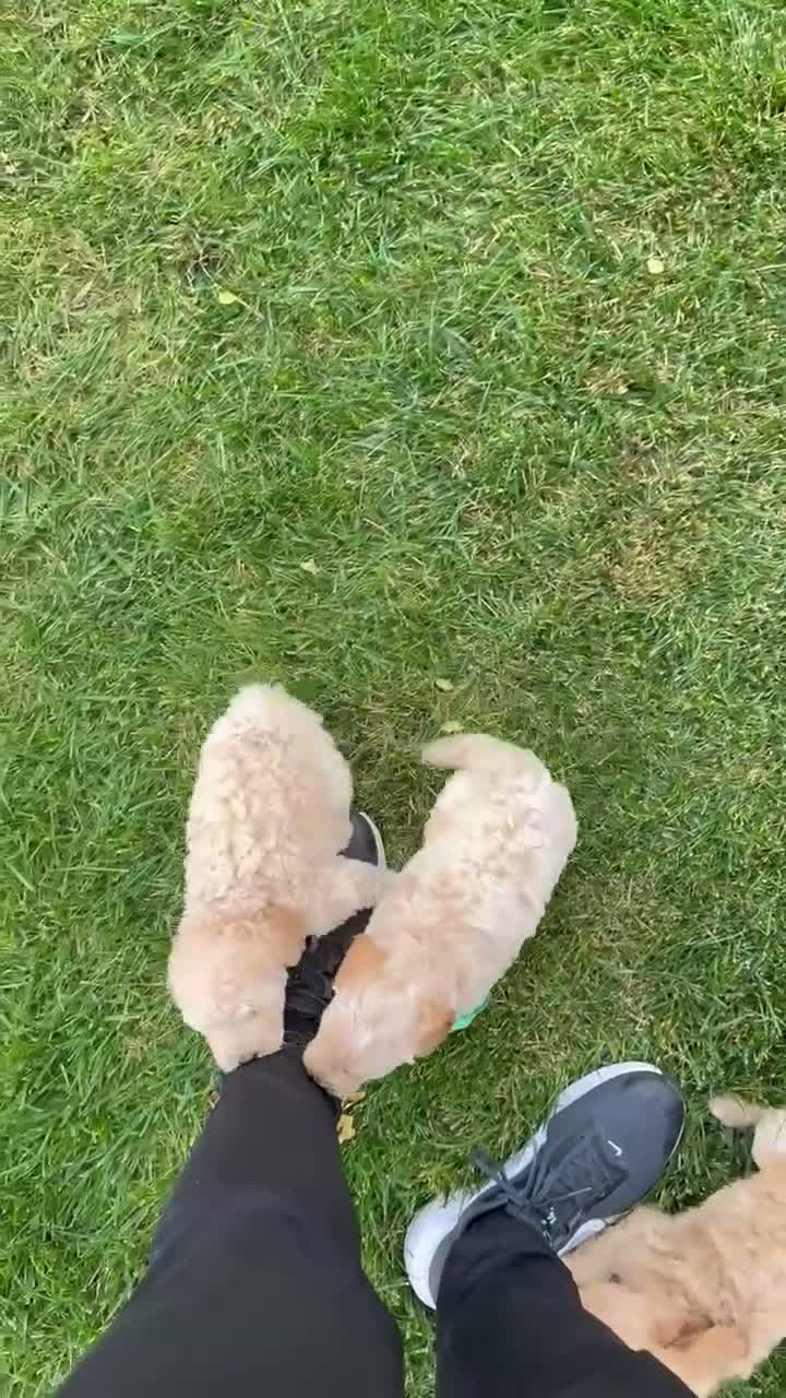Mini Goldendoodle dogs for sale: Mini George - Video 2