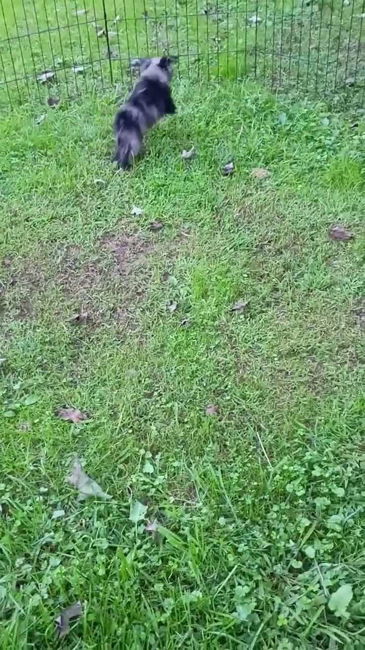 Mini Aussiedoodle dogs for sale: Bluey Toy/Small Mini  - Video 1