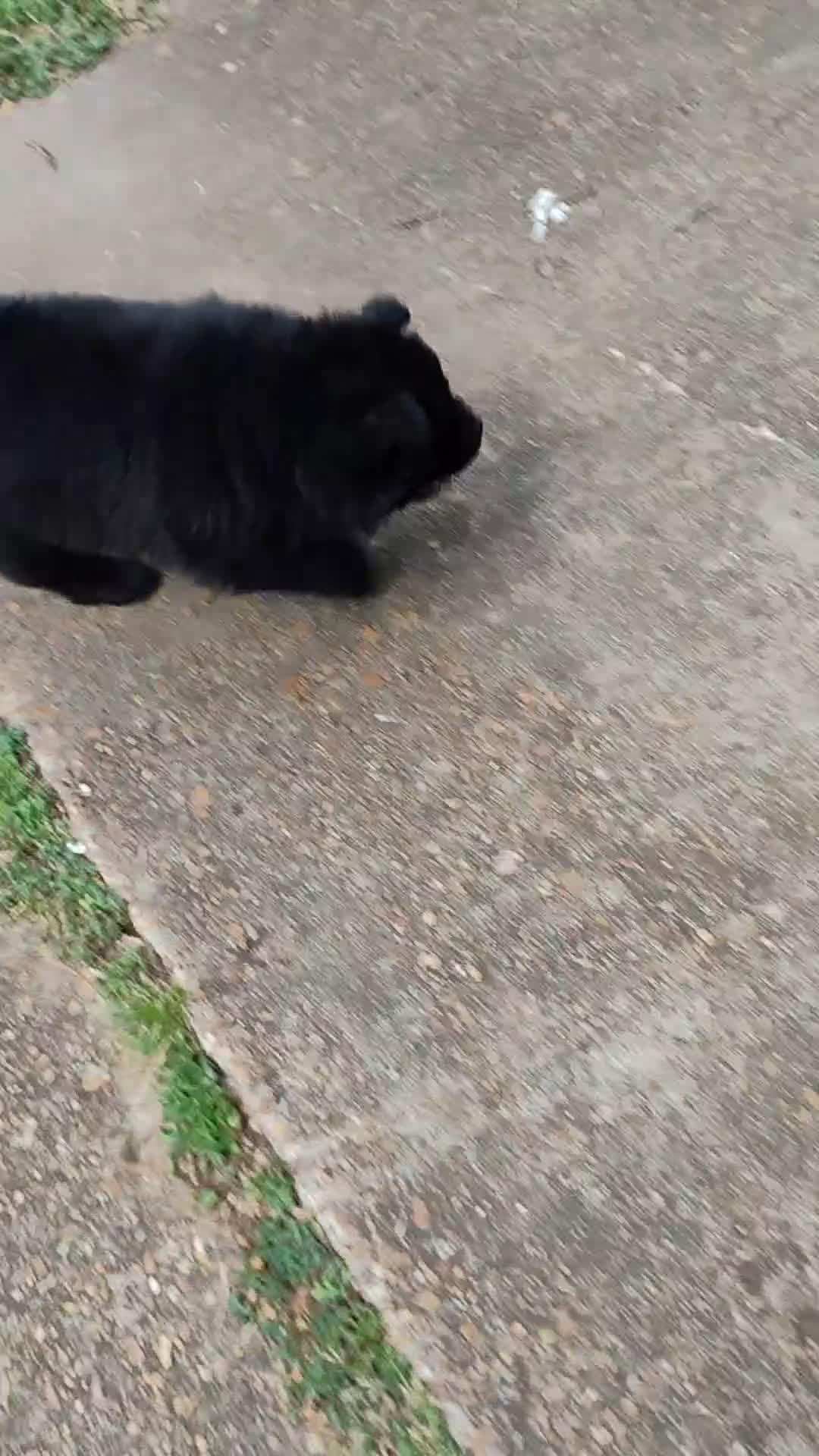 Chow Chow dogs for sale: Midnite & smoke  - Video 3