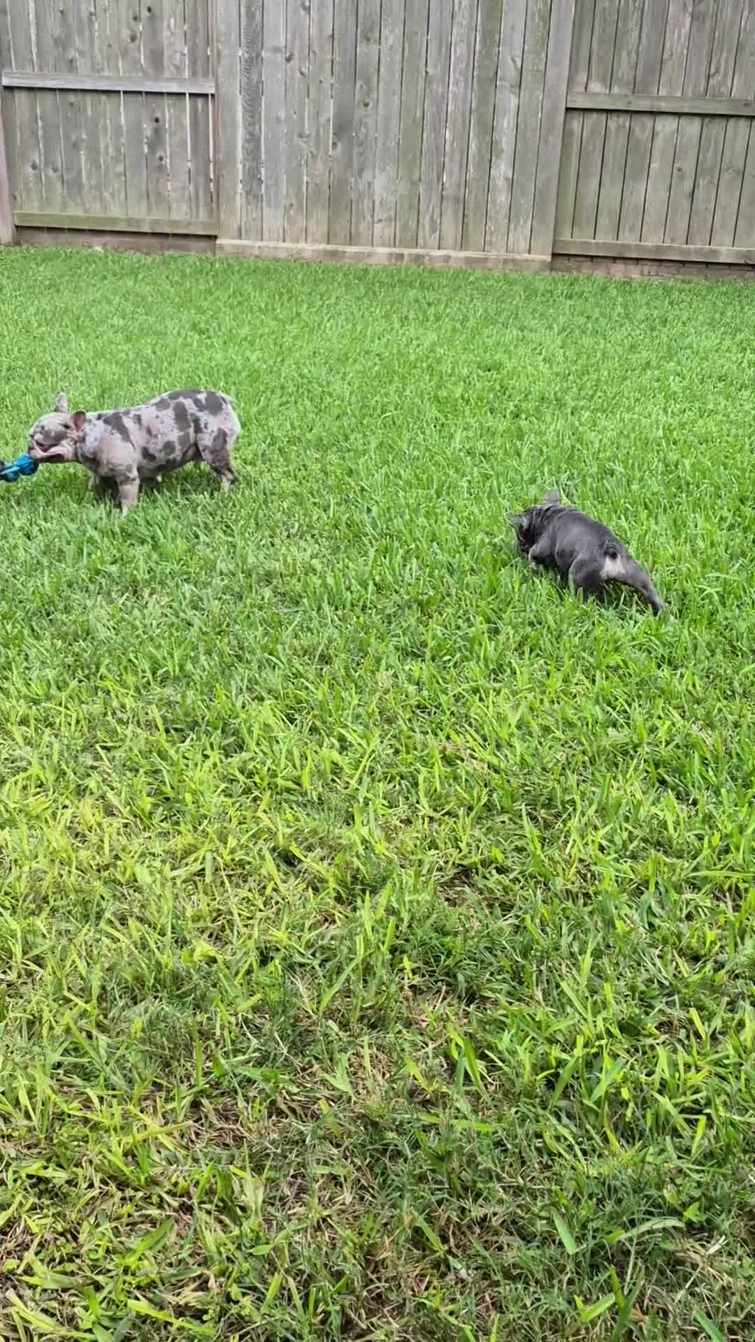 French Bulldog dogs for sale: Juju Big Rope Fluffy Carrier - Video 1