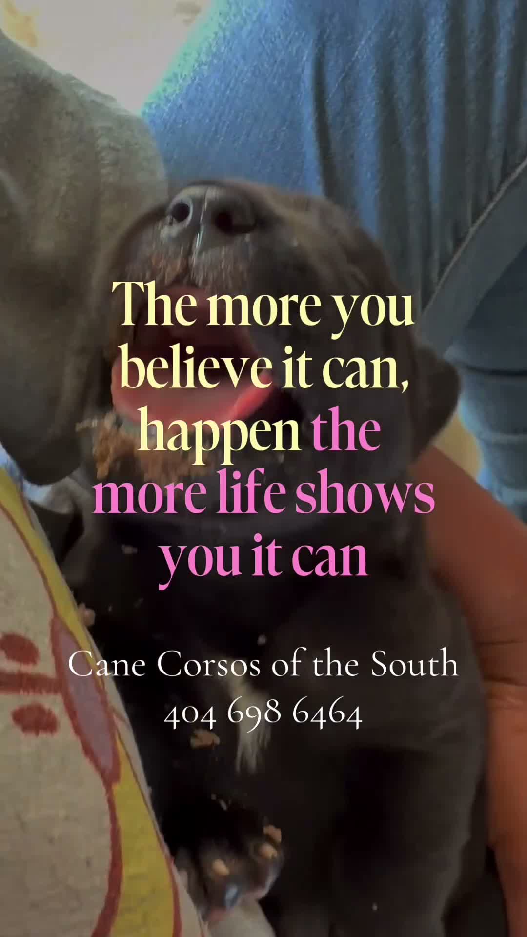 Cane Corso dogs for sale: Cane Corso 1 - Video 2