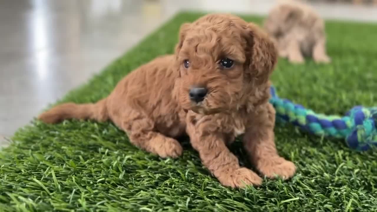 Miniature Poodle dogs for sale: Pam - Video 1