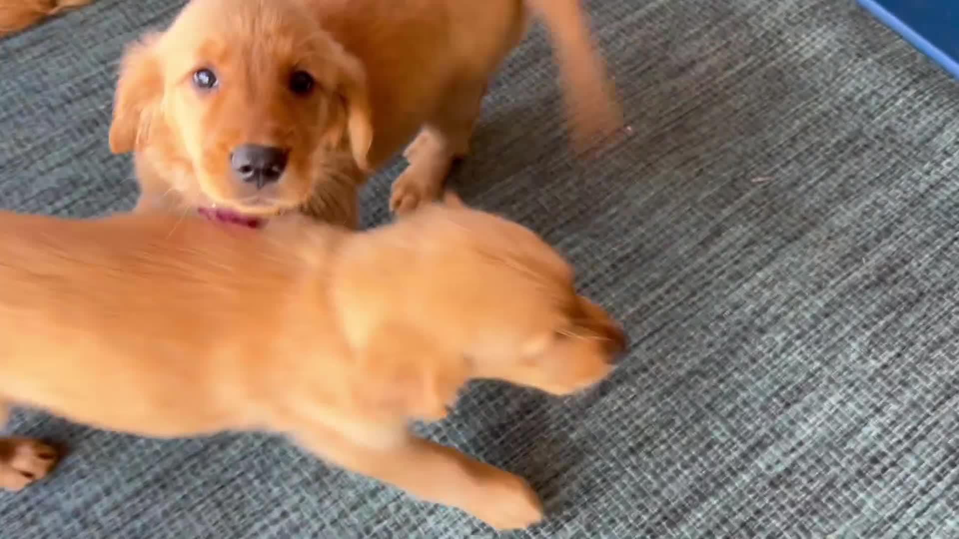 Golden Retriever dogs for sale: Golden Retriever Puppy 5 - Video 1