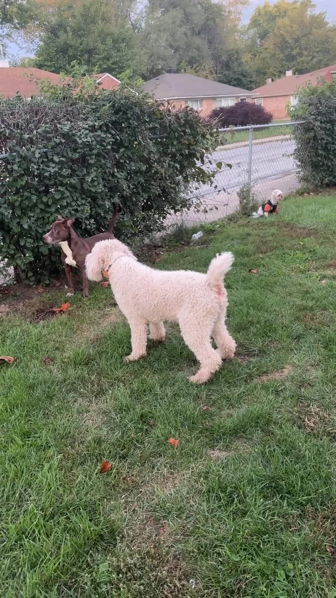 Standard Poodle dogs for sale: Standard Poodle Male  - Video 2