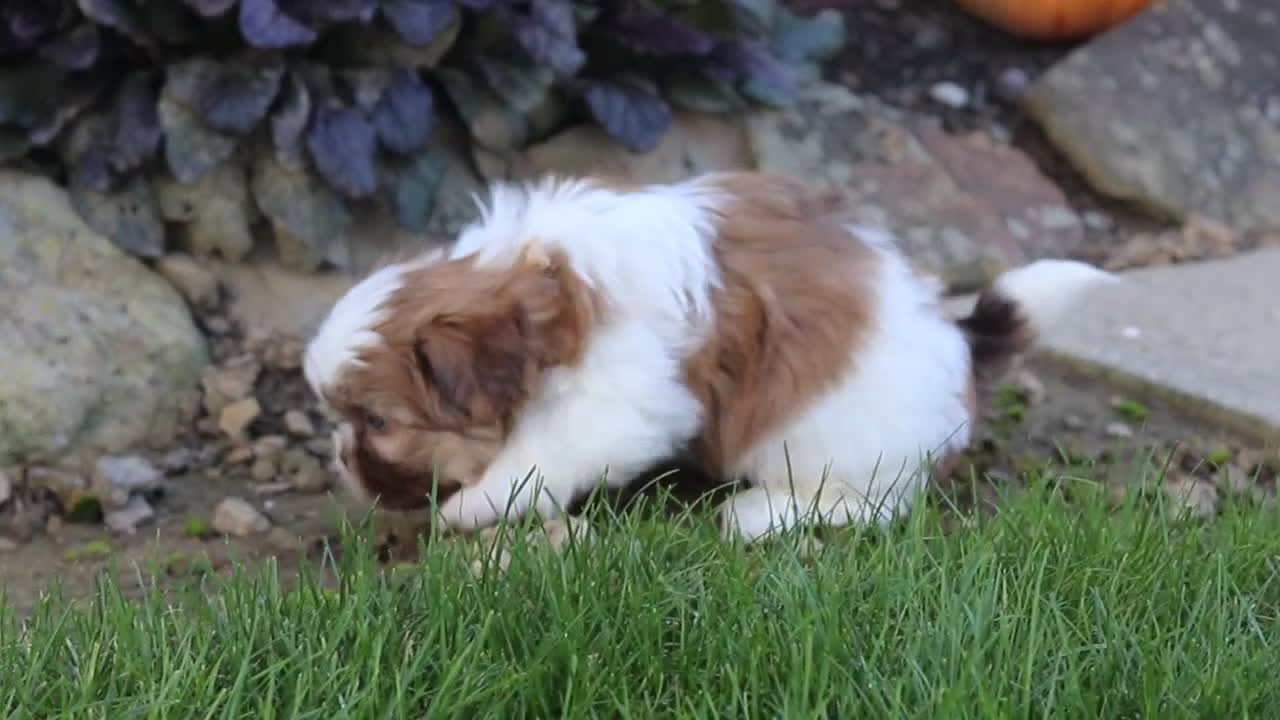 Shih Tzu dogs for sale: Lucy - Video 1
