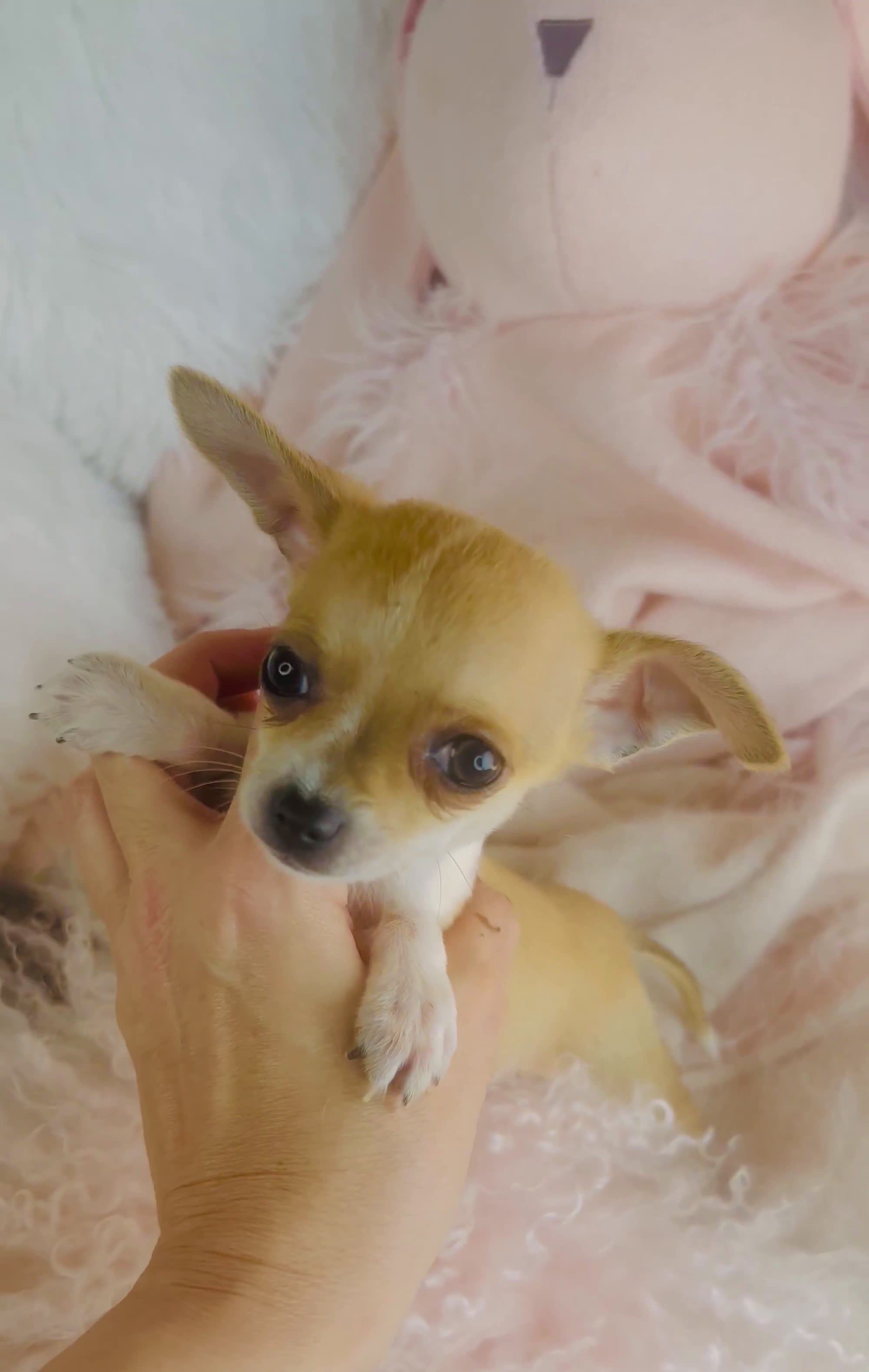 Chihuahua dogs for sale: Chihuahua Puppy 1 - Video 1