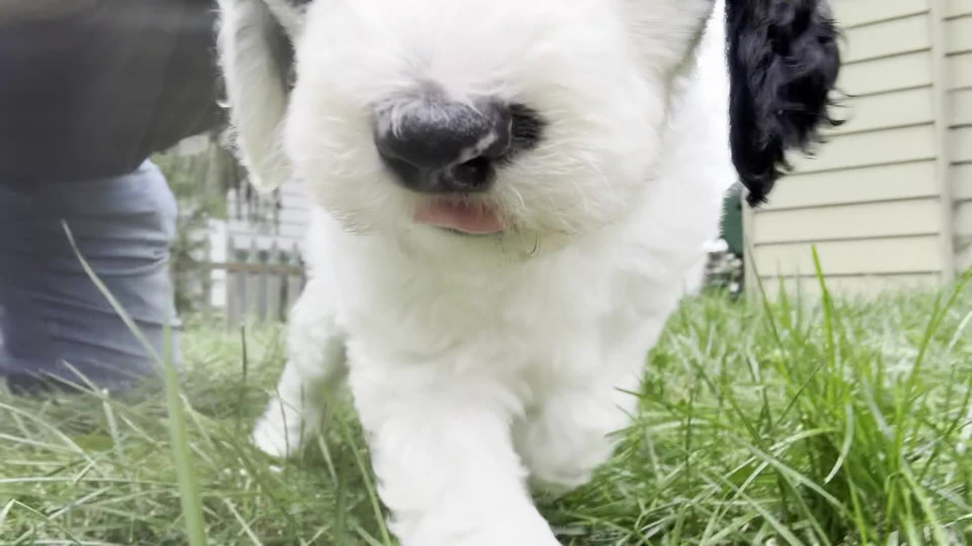 Mixed Breed dogs for sale: Lily - Video 1