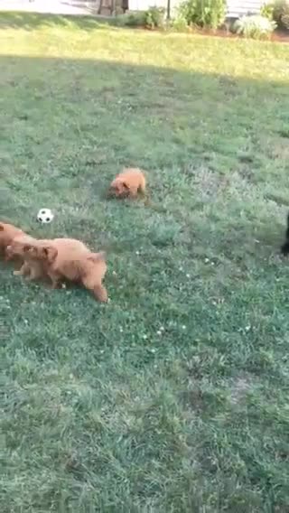 Aussiedoodle dogs for sale: Ruby - Video 1