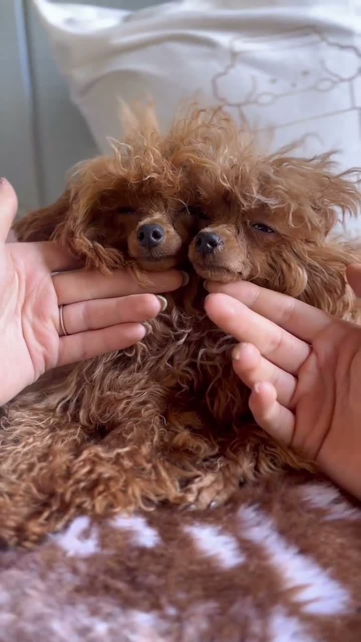 Toy Poodle dogs for sale: Toy Poodle 1 - Video 1