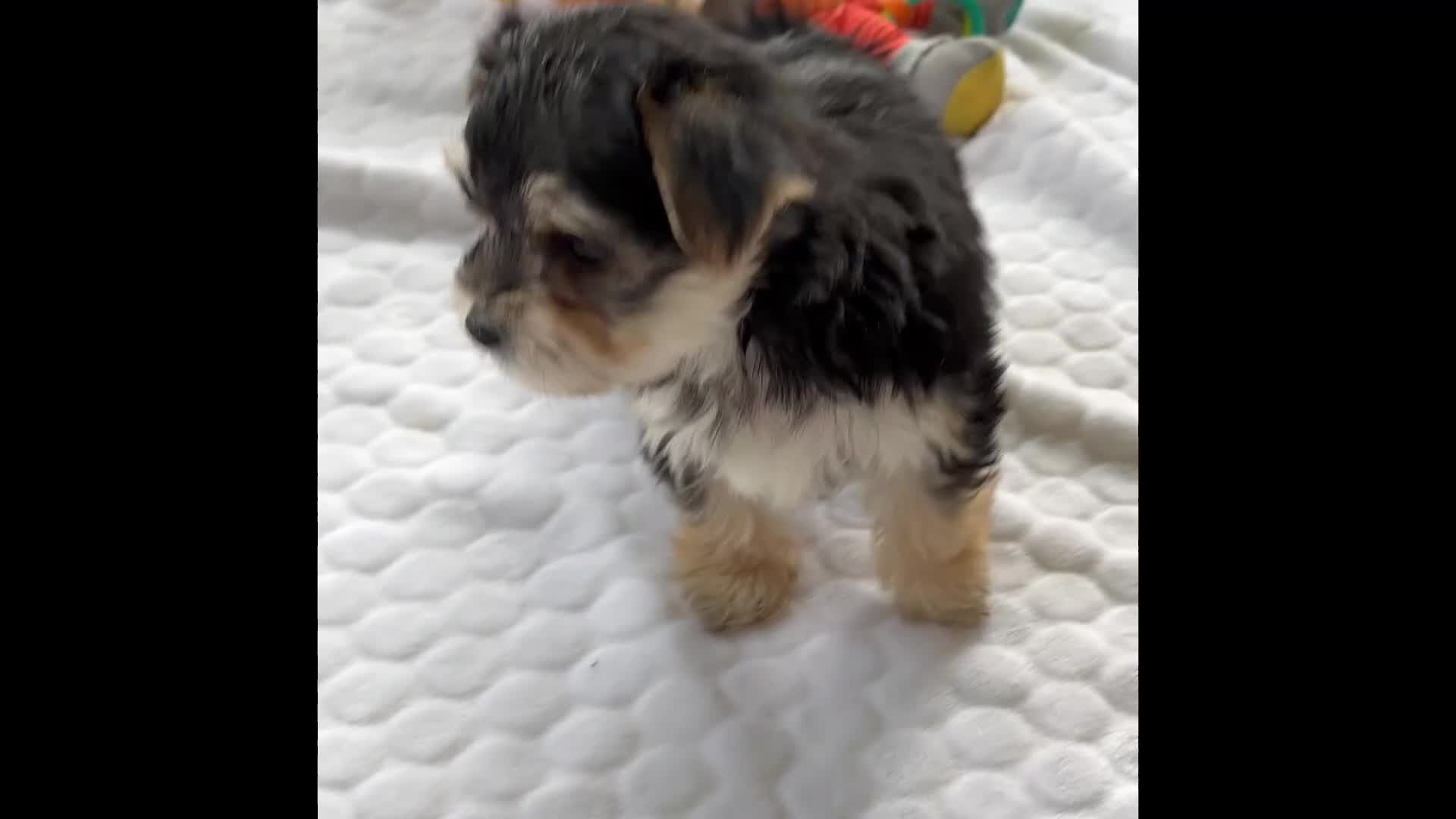 Morkie dogs for sale: Daxton - Video 1