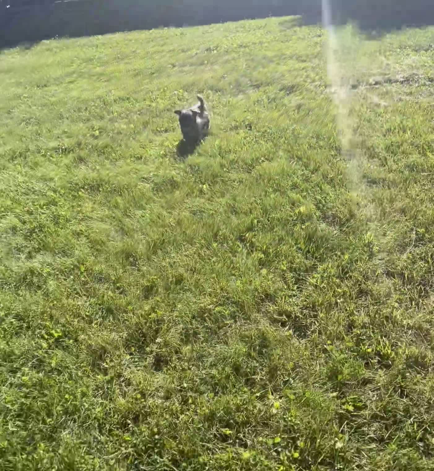 Pomapoo dogs for sale: Pomapoo 1 - Video 1