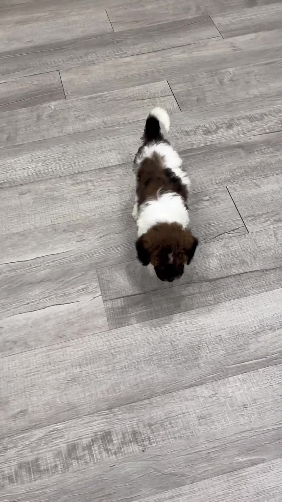 Miniature Poodle dogs for sale: Conner - Video 1