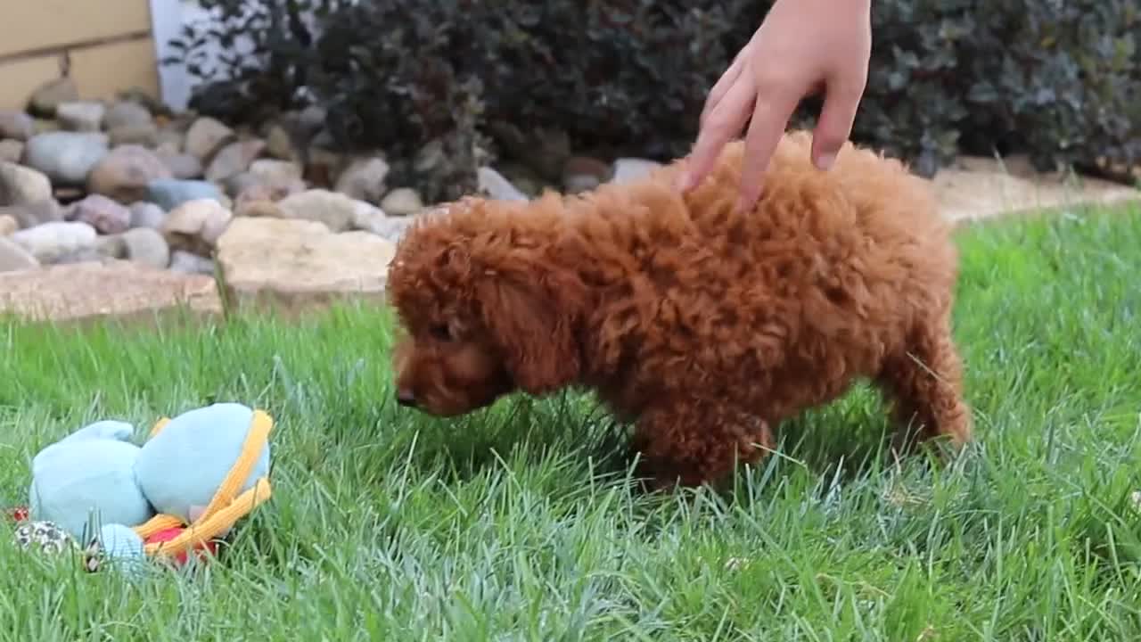 Miniature Poodle dogs for sale: Blake - Video 1