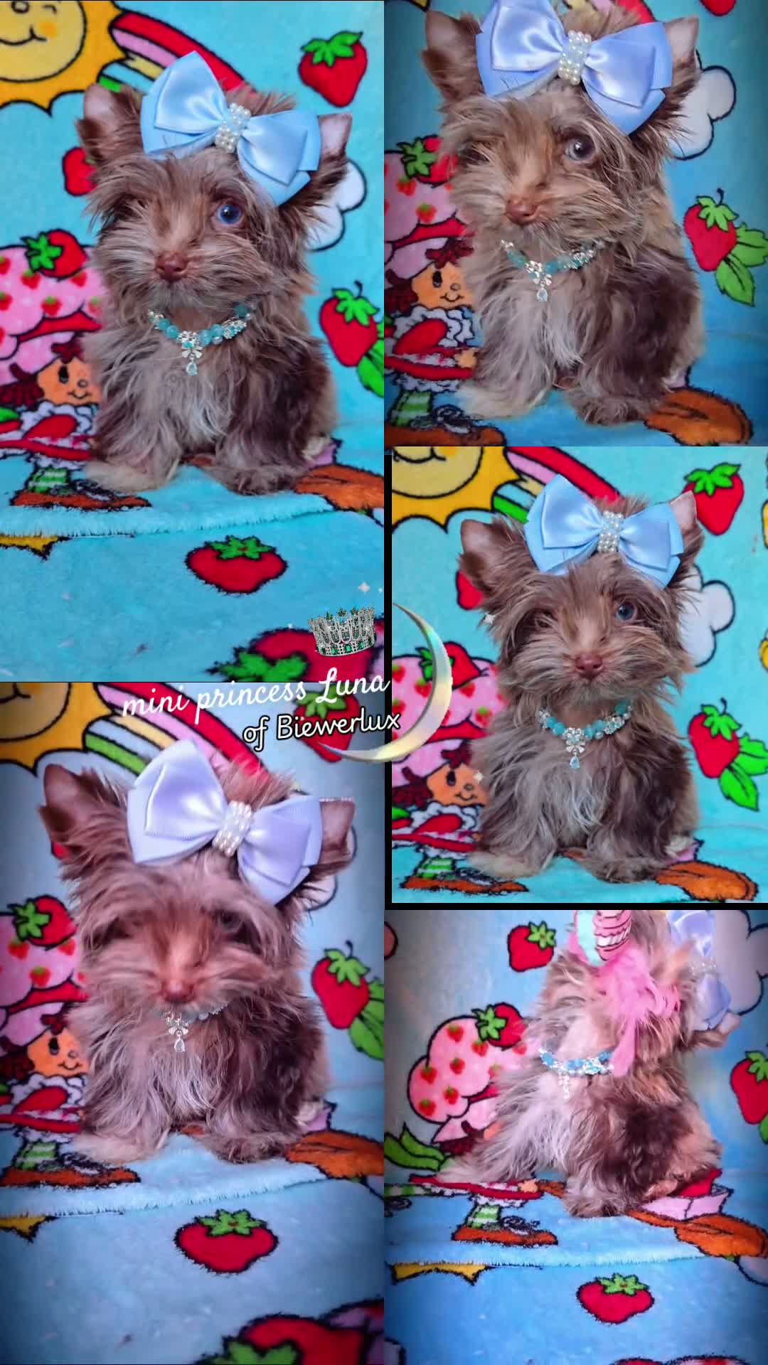 Yorkshire Terrier dogs for sale: Princes Luna by Biewerlux  - Video 1