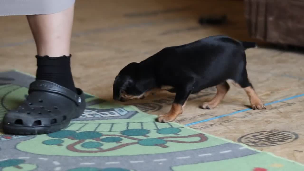 Miniature Pinscher dogs for sale: Sammy - Video 2
