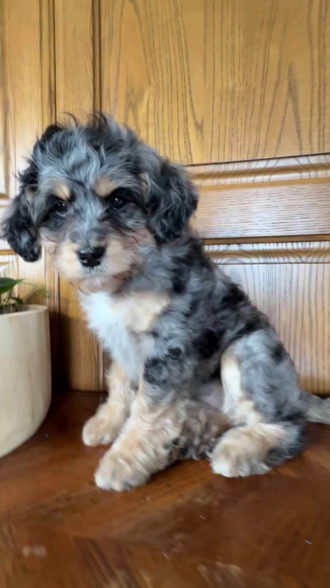 Mini Bernedoodle dogs for sale: Millie - Video 1