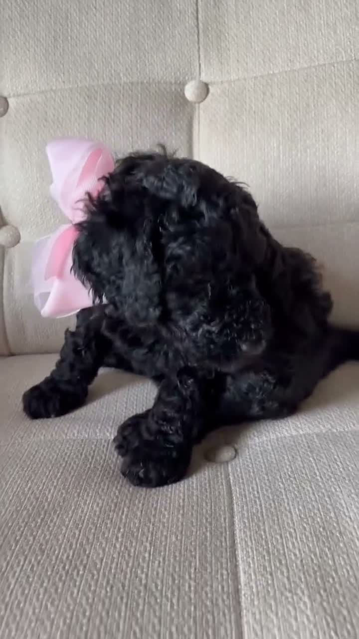 Standard Poodle dogs for sale: Lily  - Video 1