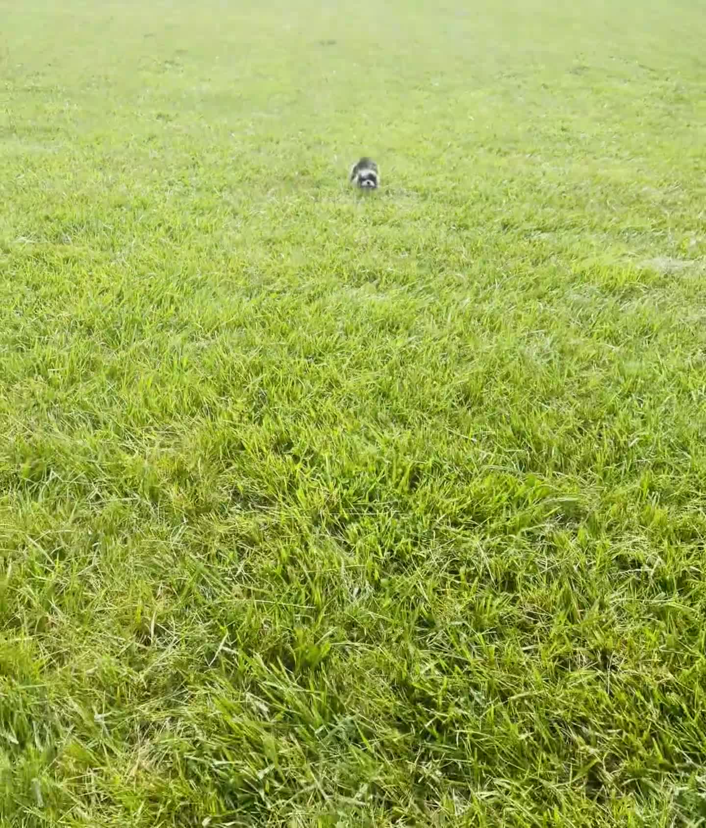 Shih Tzu dogs for sale: Barry Bloom - Video 1