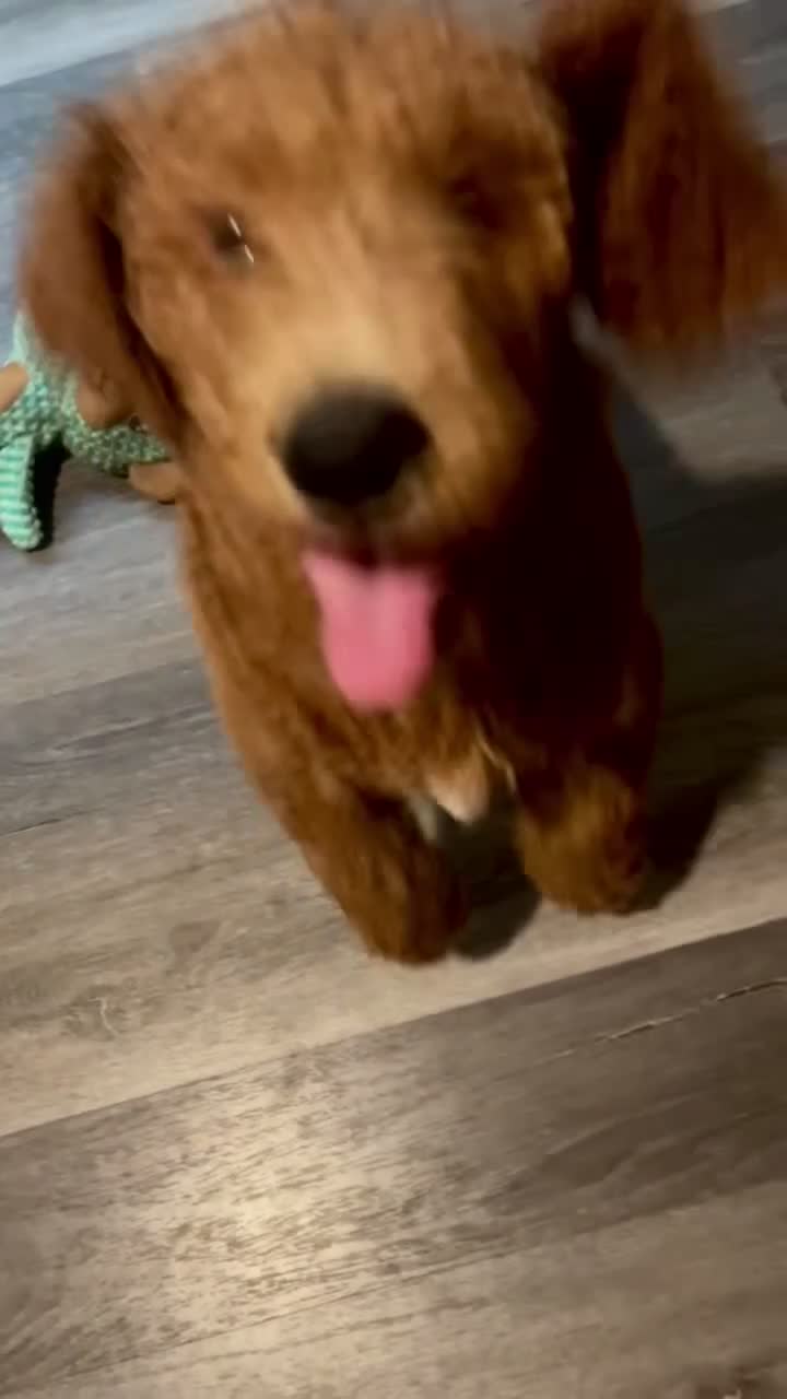 Goldendoodle dogs for sale: Blue Boy: F1BB  - Video 1