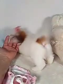 Shih Tzu dogs for sale: Mimi - Video 1