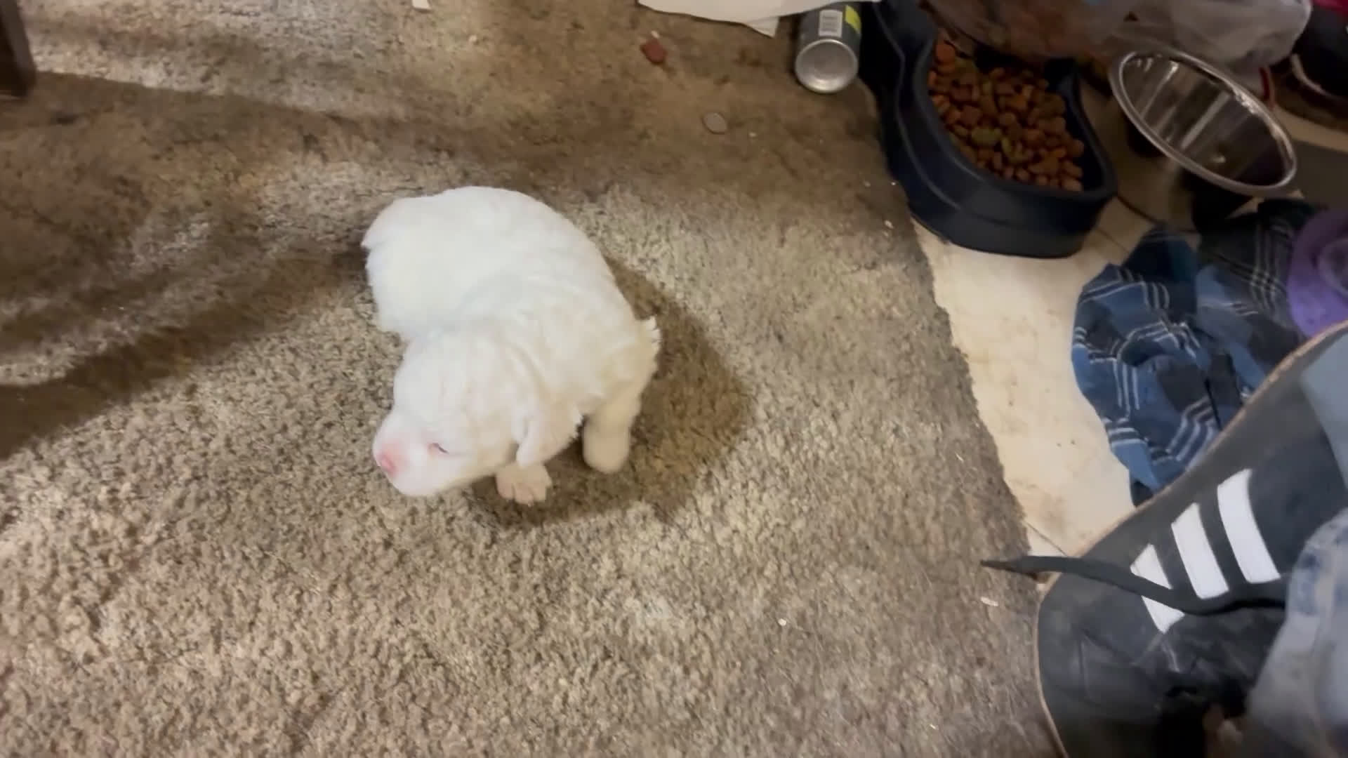 Havapoo dogs for sale:  Puppy 2 - Video 1