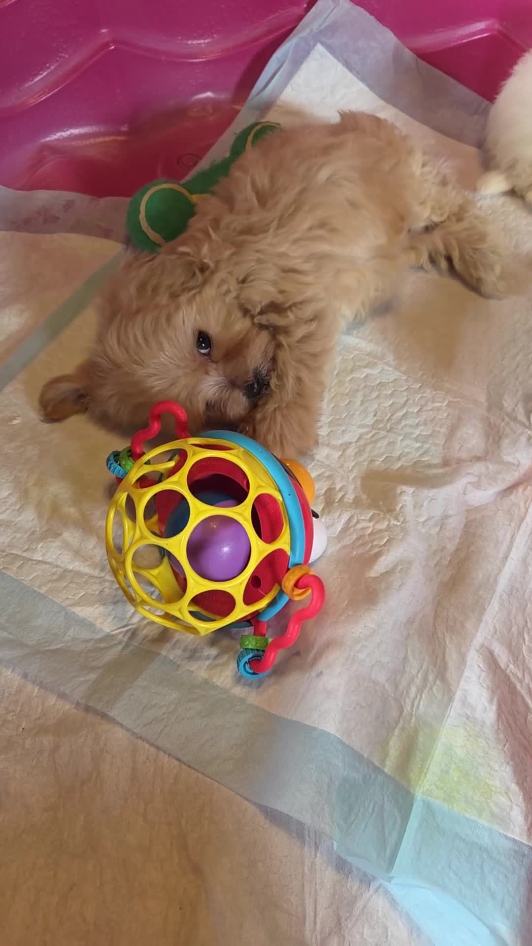 Maltipoo dogs for sale: Ruby - Video 1