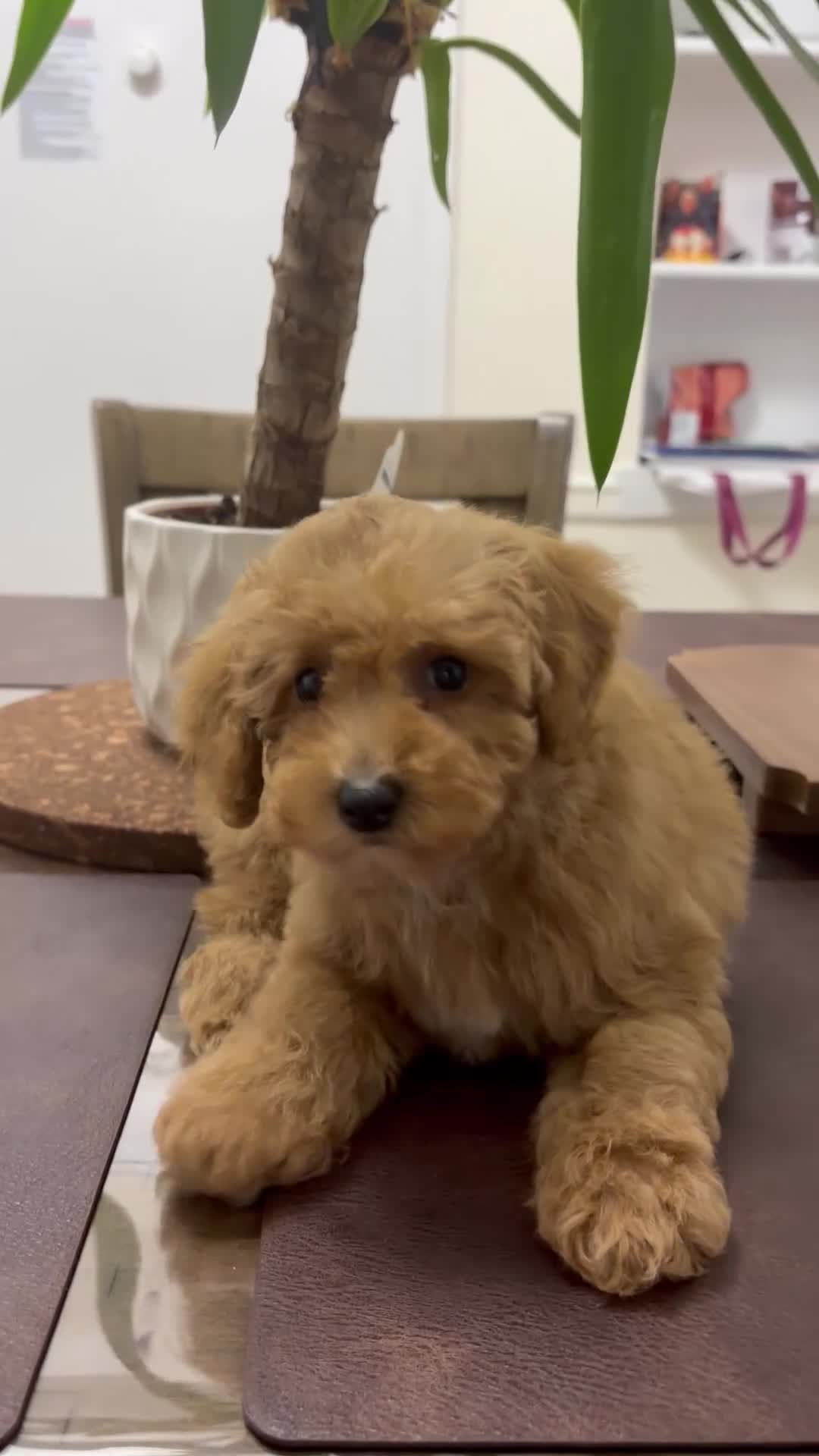 Toy Poodle dogs for sale: Robby - Video 1
