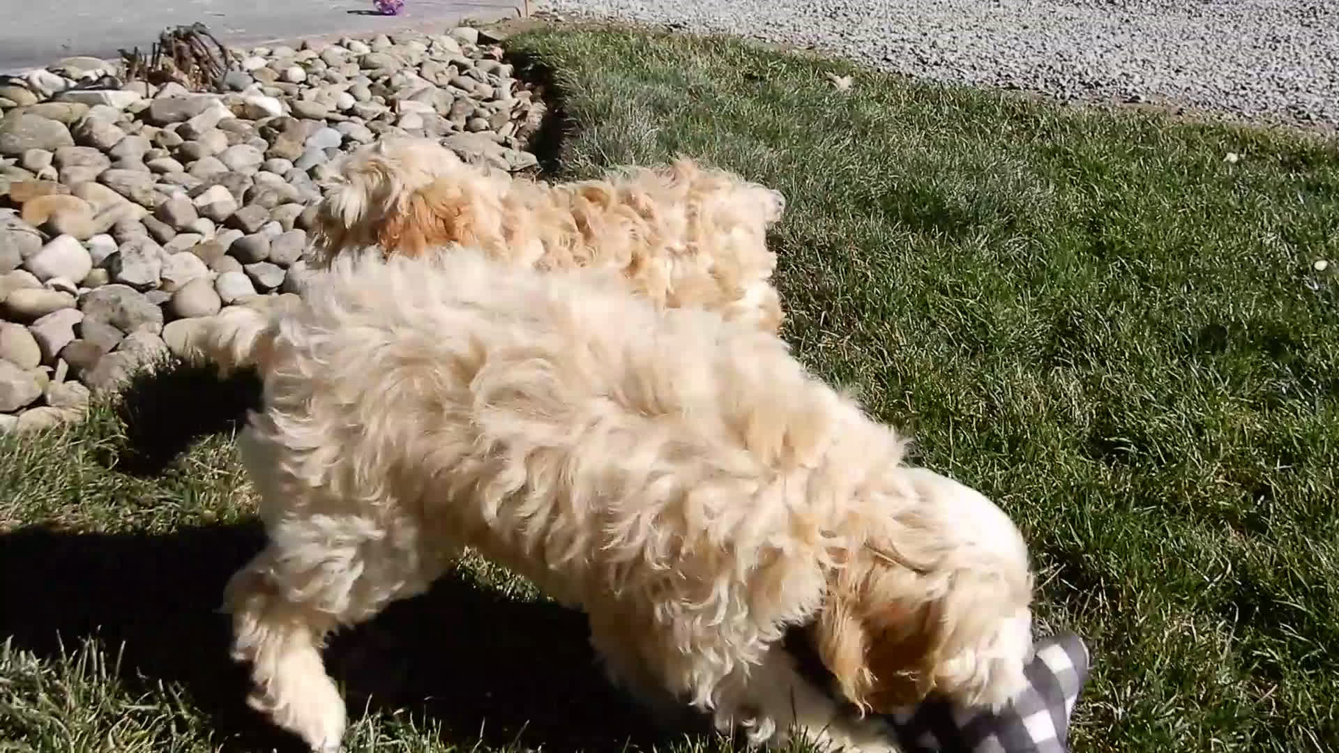 Cockapoo dogs for sale: Shawn - Video 1