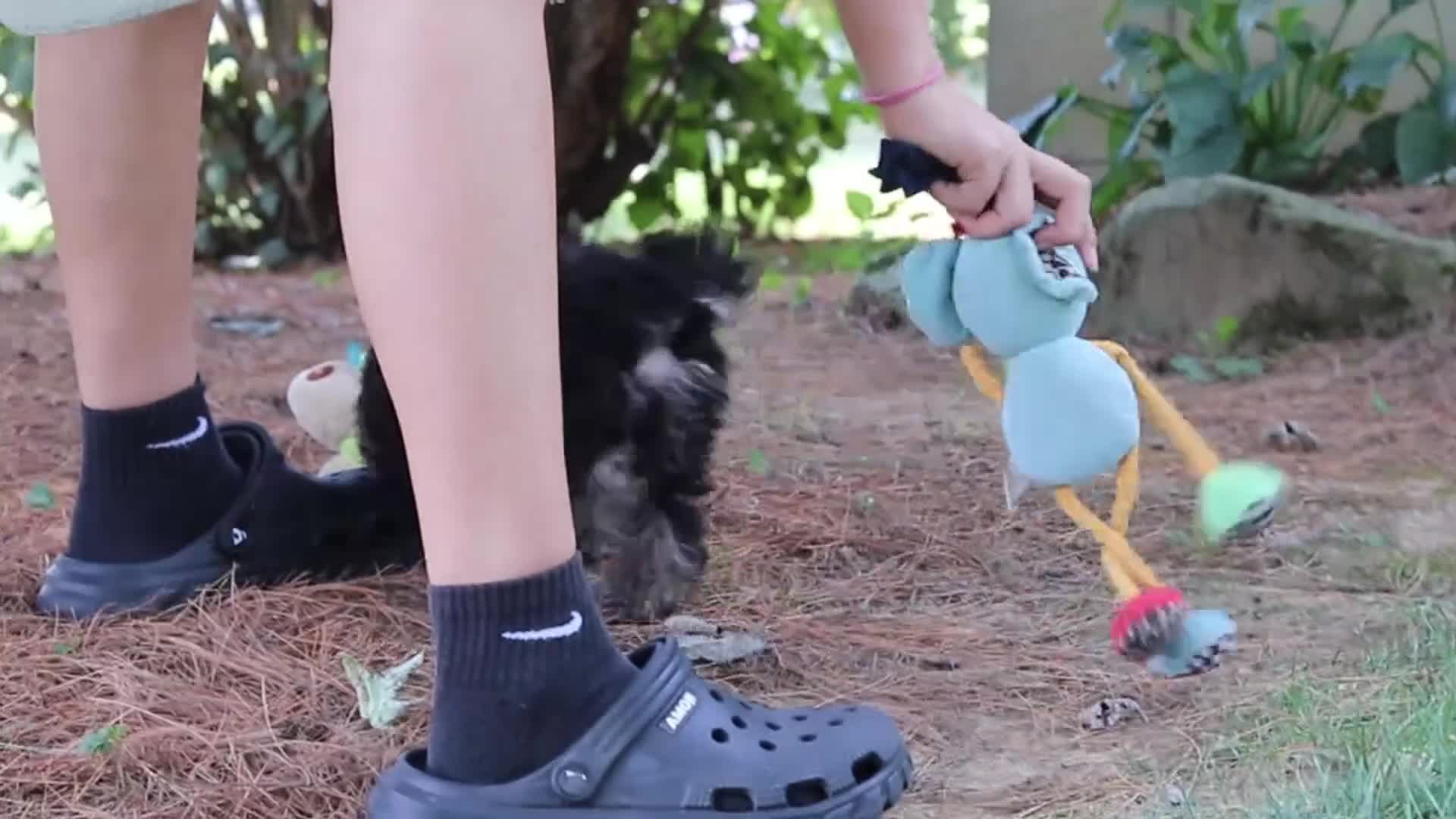Yorkiepoo dogs for sale: Spike - Video 1