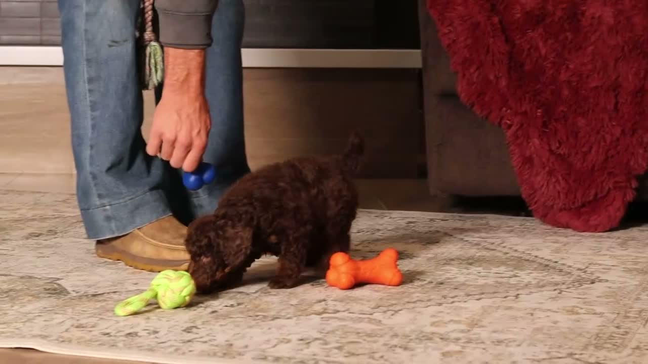 Miniature Poodle dogs for sale: Jax (AKC) - Video 1