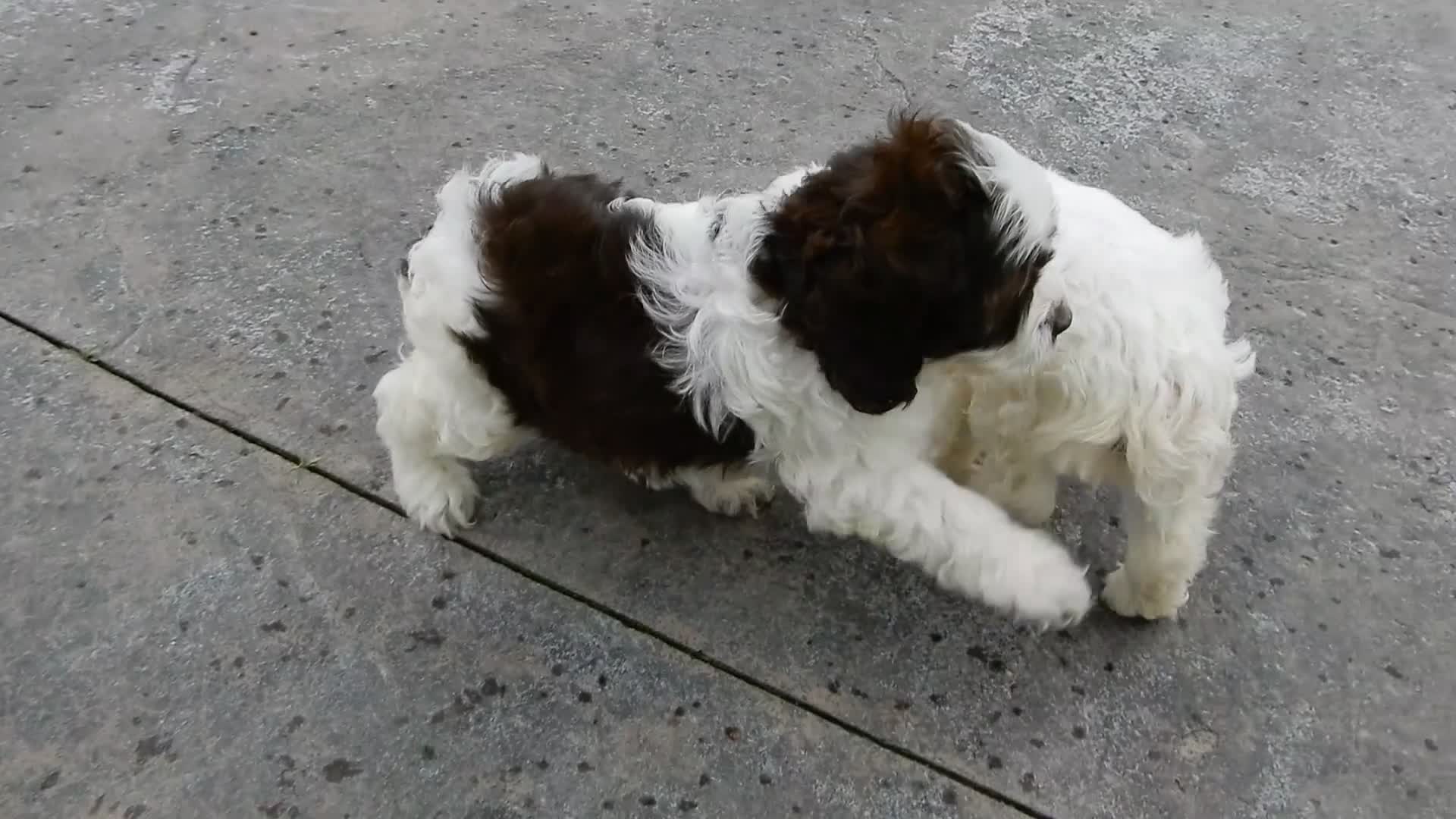 Cockapoo dogs for sale: Cockapoo Puppy 1 - Video 1