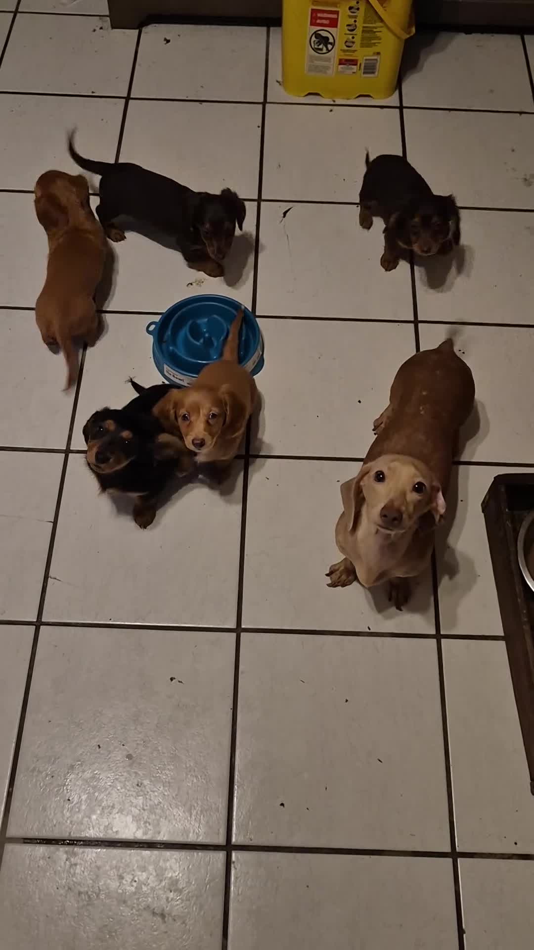 Dachshund dogs for sale: Bambi - Video 1