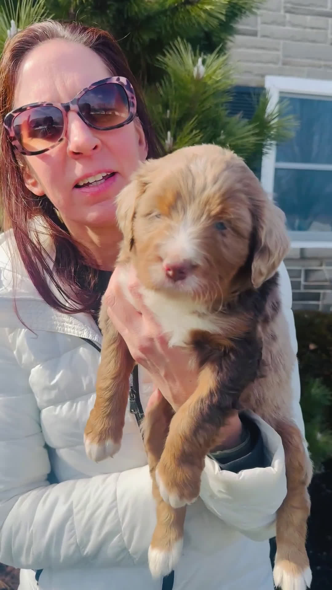 Bernedoodle dogs for sale: Reed - Video 1