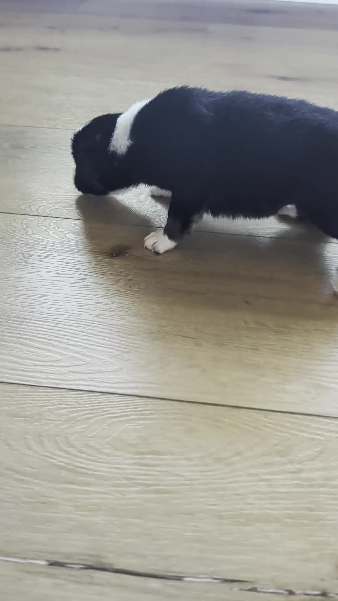 Australian Shepherd dogs for sale: Cherry: Black Tri Color Standard Australian Shepherd  - Video 1