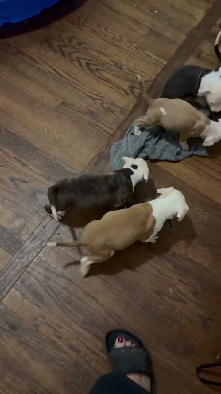 American Pit Bull Terrier dogs for sale: American Pit Bull Terrier 6 - Video 1