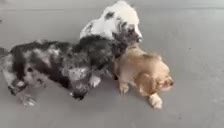 Cocker Spaniel dogs for sale: Cocker Spaniel 1 - Video 2