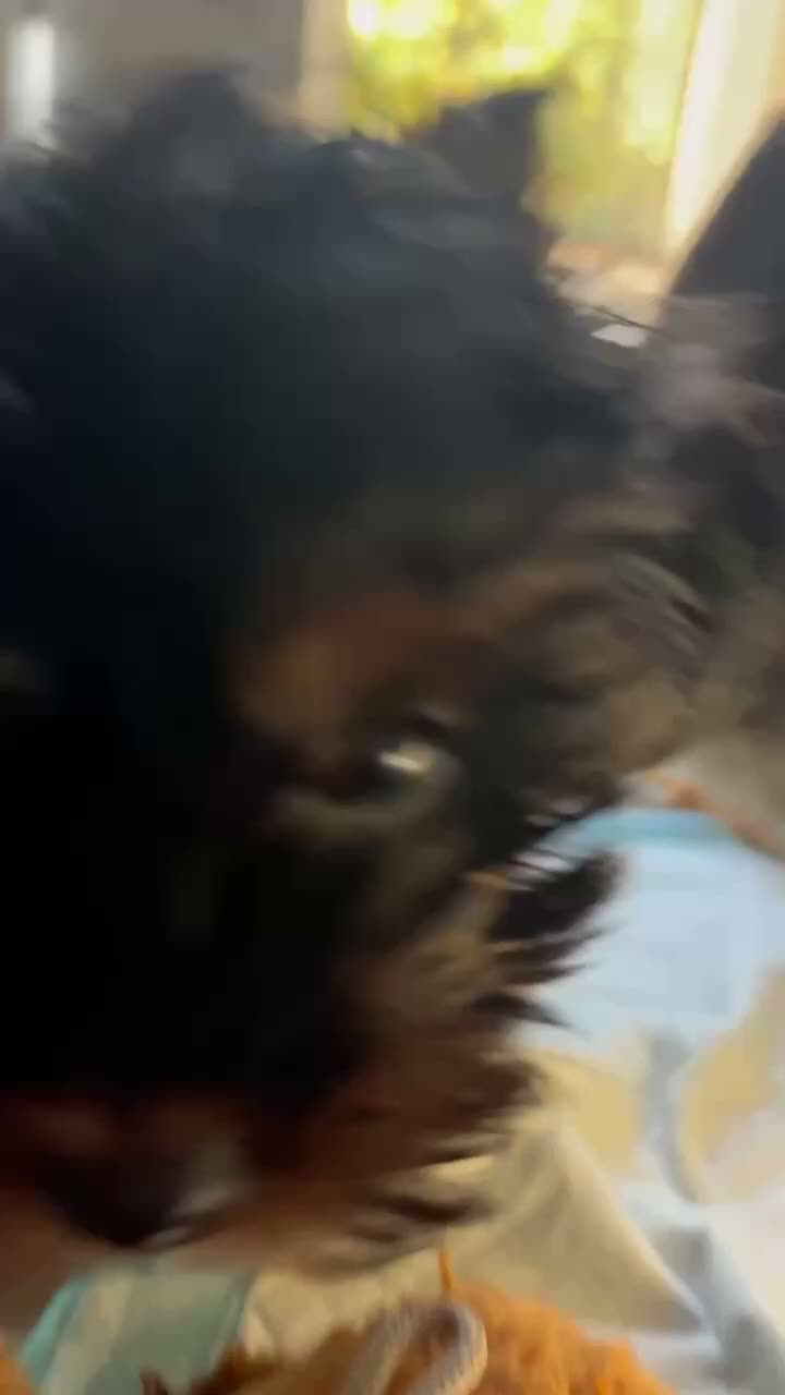 Yorkiepoo dogs for sale: Tom - Video 1