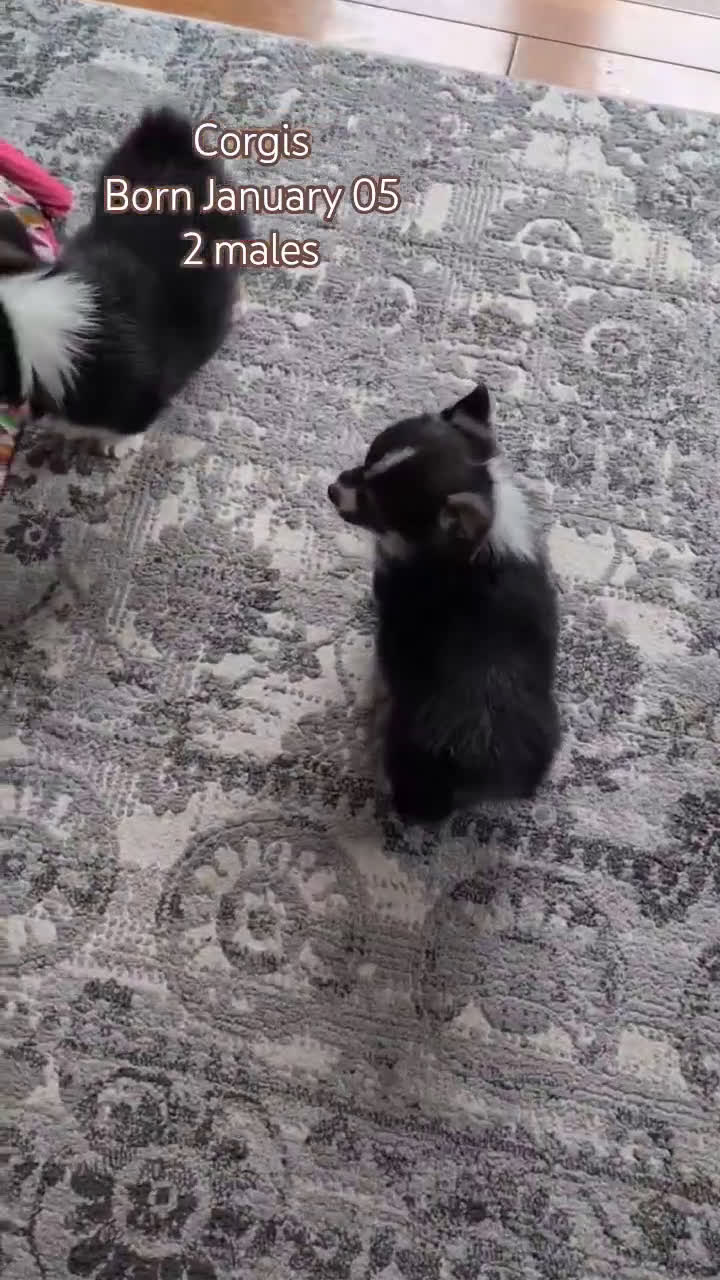 Welsh Corgi Pembroke dogs for sale: Nemo - Video 2