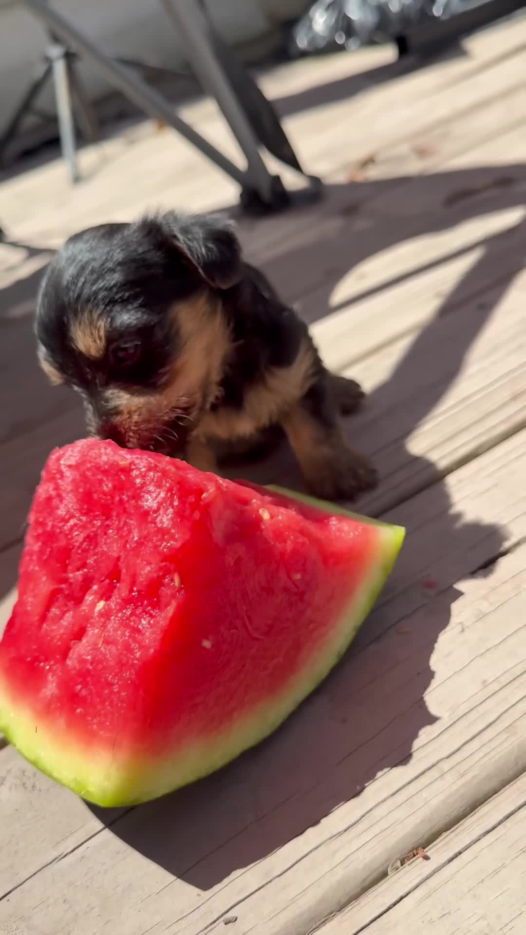 Yorkiepoo dogs for sale: Blueberry  - Video 1