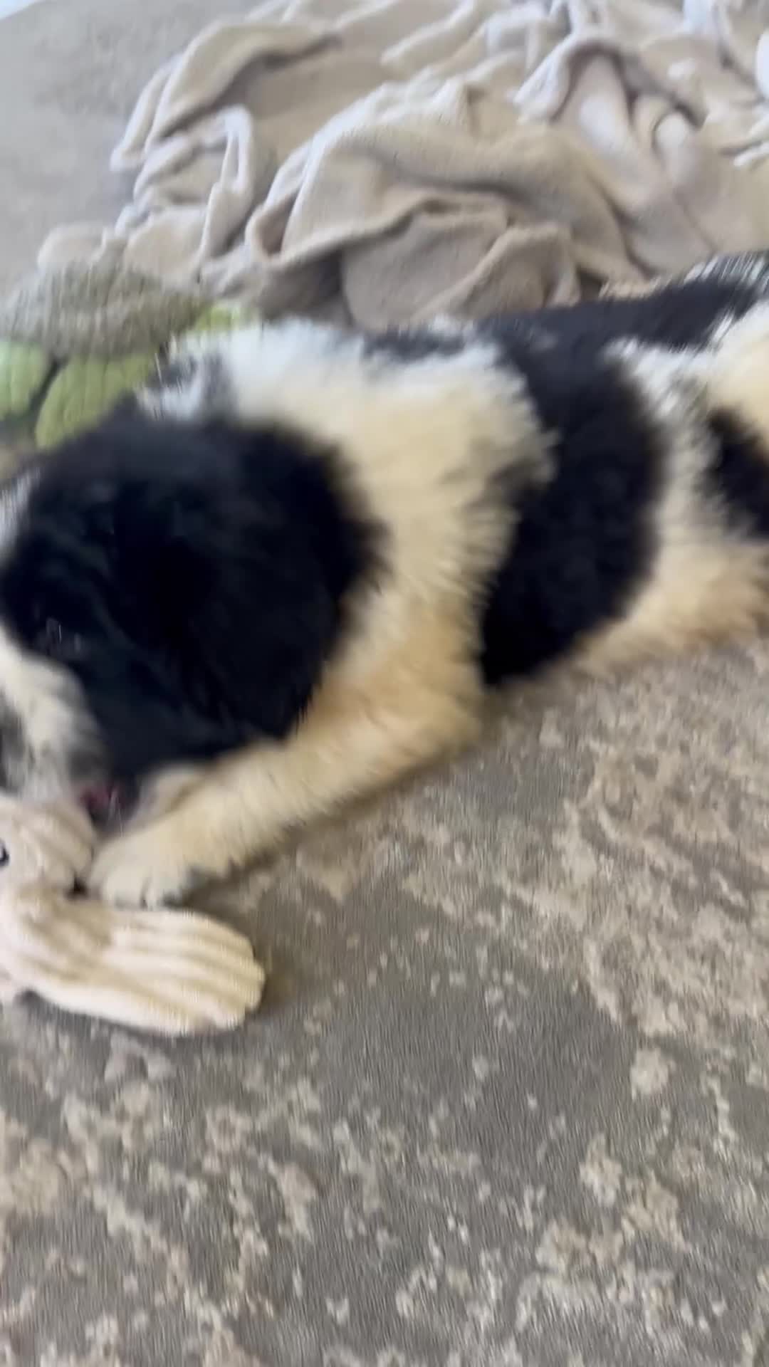 Newfoundland dogs for sale: “ Boone” OFA, CH, AKC  - Video 1