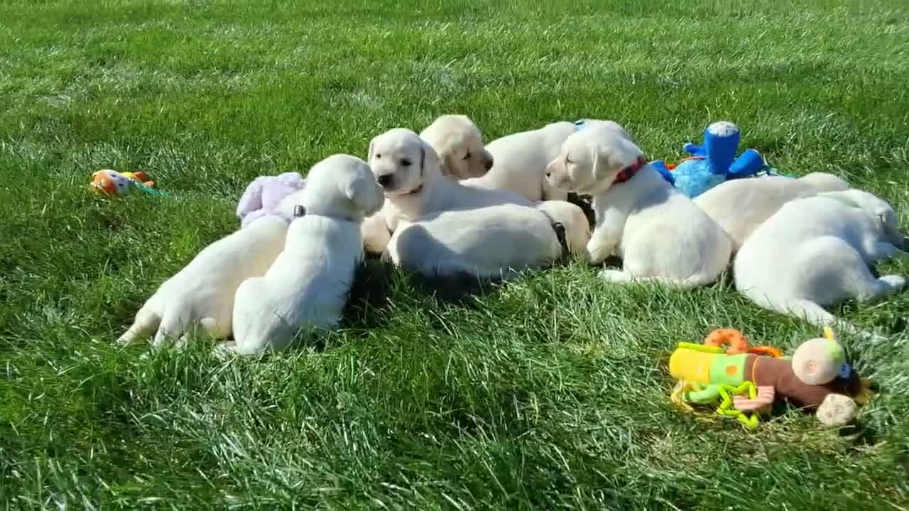 Labrador Retriever dogs for sale: Ellie Retriever 7 - Video 2