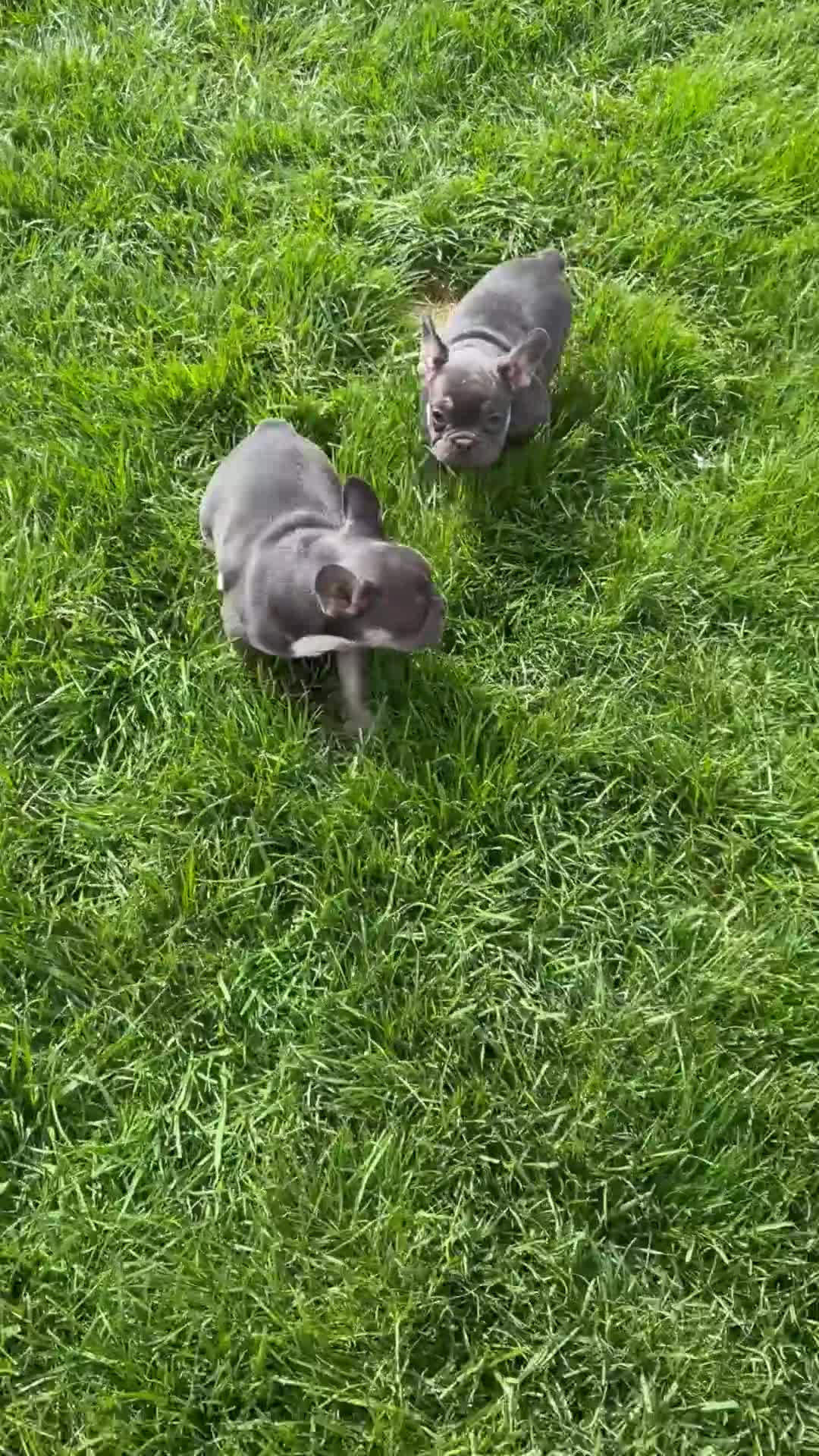 Mixed Breed dogs for sale: Trixie - Video 1