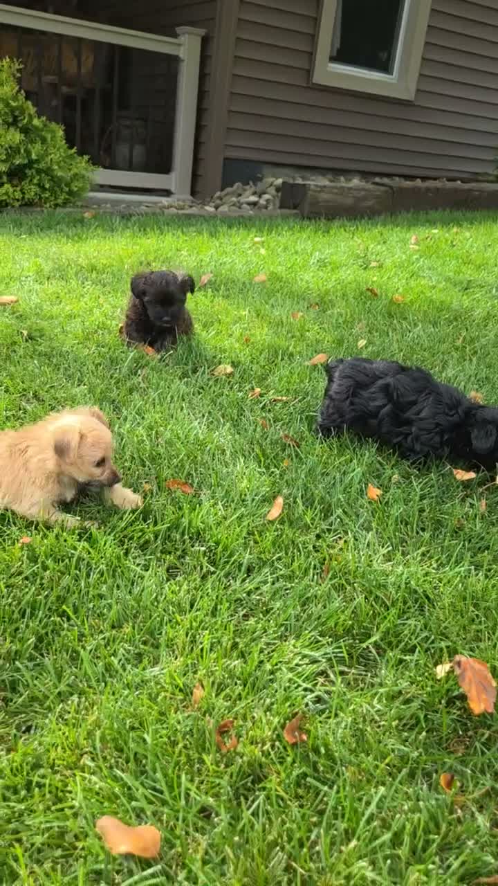 Yorkiepoo dogs for sale: Kate - Video 1