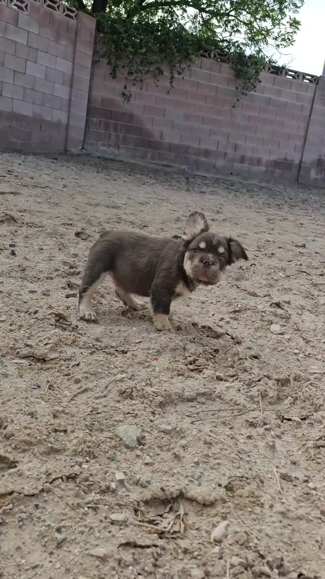 French Bulldog dogs for sale: French Bulldog Puppy 1 - Video 3